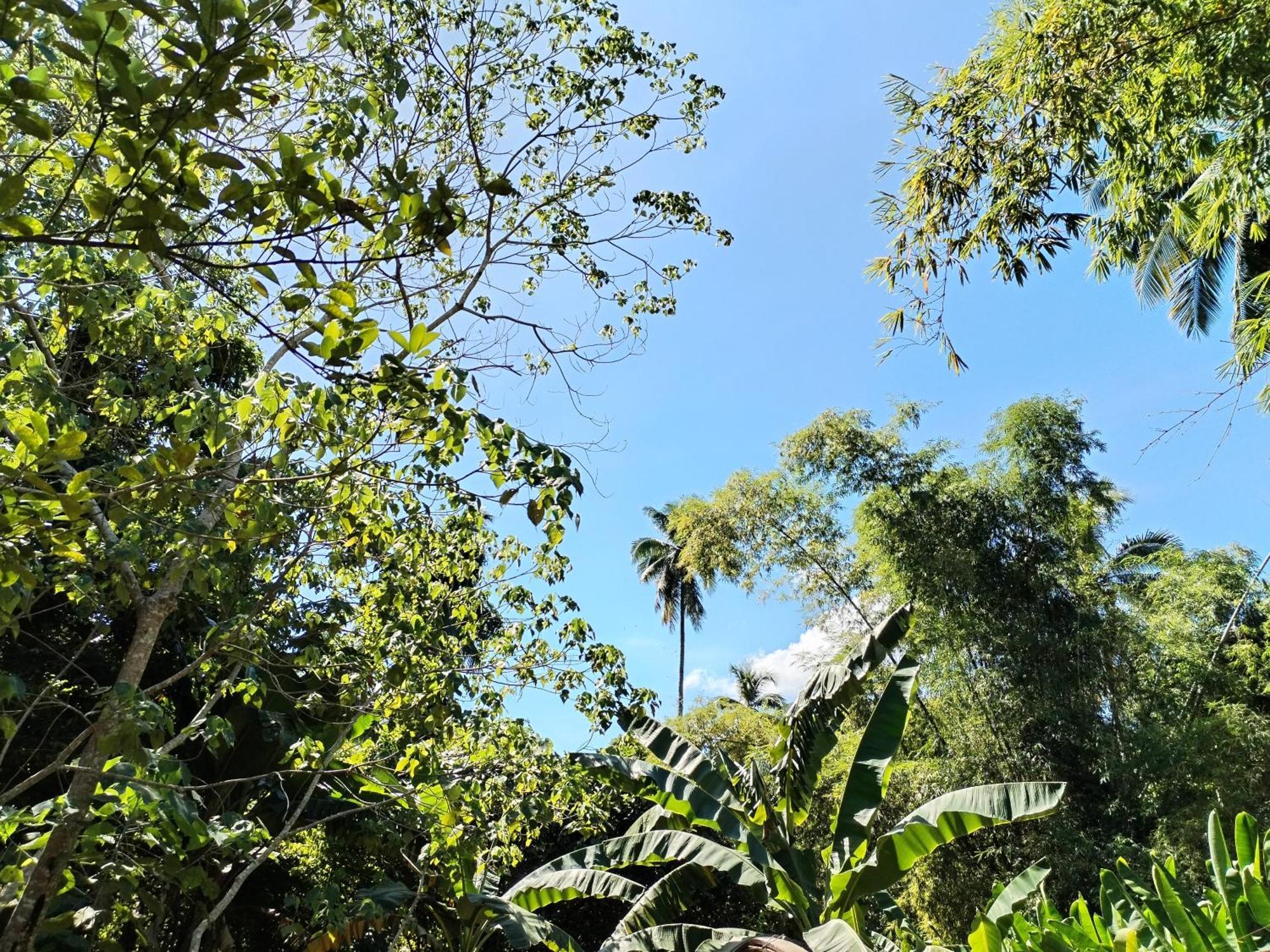 Forest Camp El Nido Exterior foto